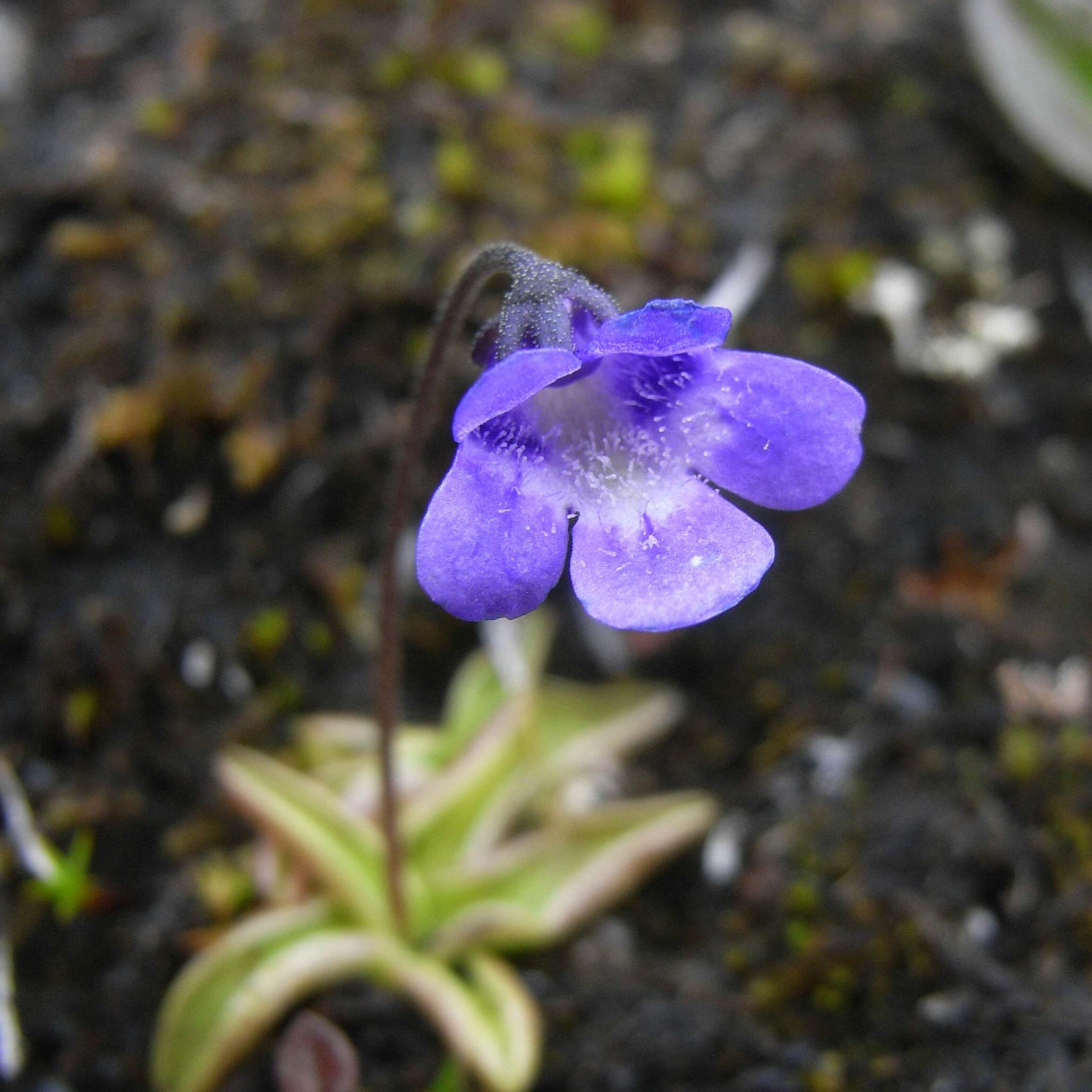 Tettegressplante. Foto: Kristin Vigander