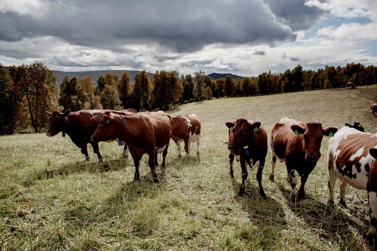 Beitekyr i Vingelen. Foto: Marius Tvinnereim