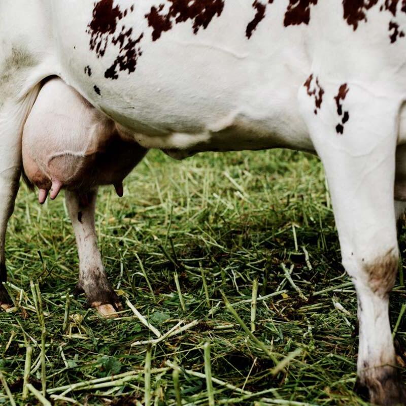 Melkeku i Vingelen. Foto: Marius Tvinnereim