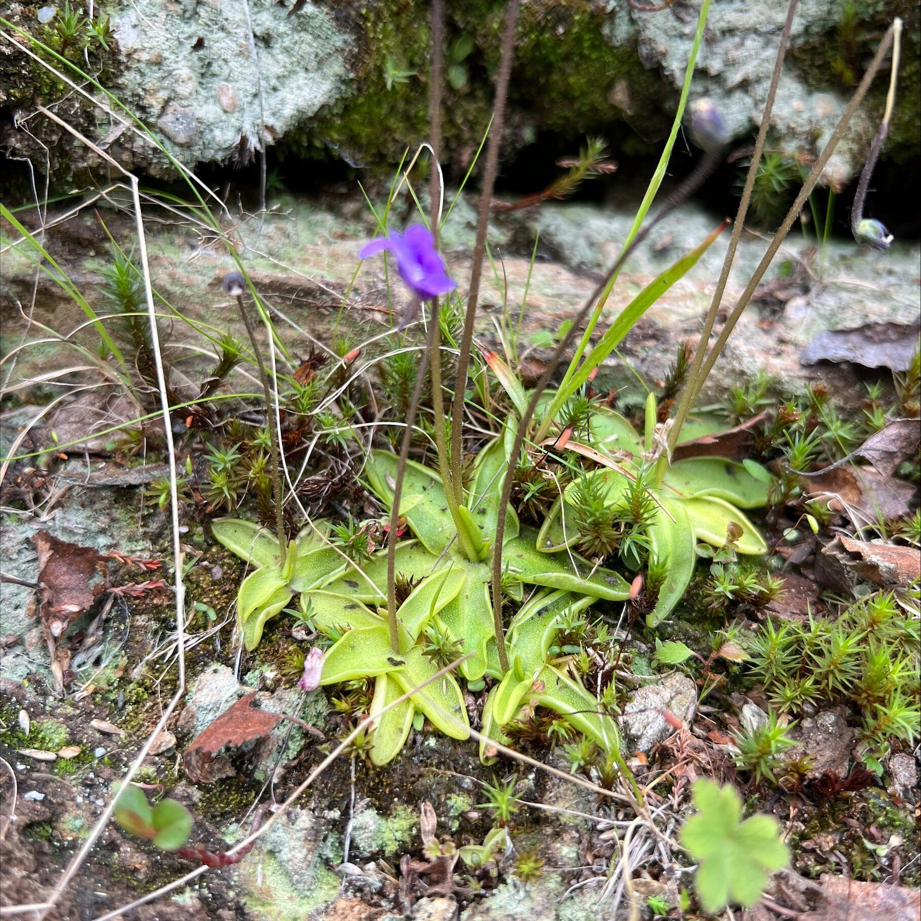 Tettegresset har gulgrønne, slimete blad som er opprullet i kanten